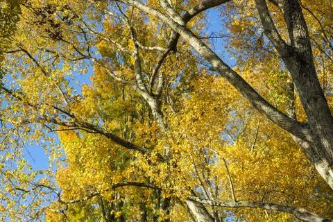 Autumn trees from below Fotos de archivo