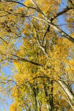 Autumn trees from below Fotos de archivo