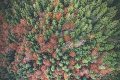 Autumn trees between pines Stock Photos