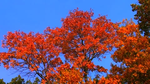 Autumn Trees Blowing in the Wind Stock Footage 904690