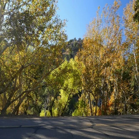 Autumn trees blowing in the wind Stock Footage 69383687