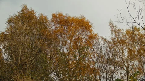 Autumn Trees Blowing In Wind Stock Footage 255751704