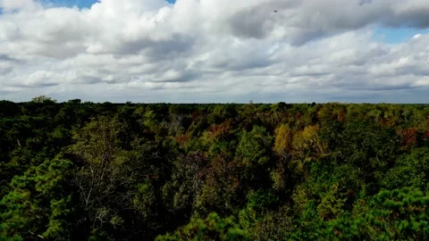 Autumn Trees Blue Sky Stock Footage 221425067