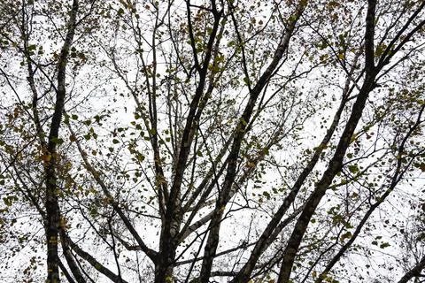 Autumn trees branches on the background of grey sky in cloudy autumn weather. Stock Photos