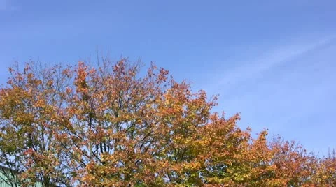 Autumn trees in the breeze-1 Video stock 20433375