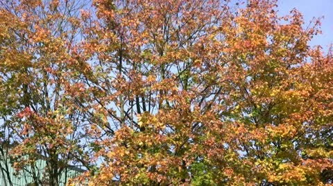 Autumn trees in the breeze-2 Stock Footage 20434301