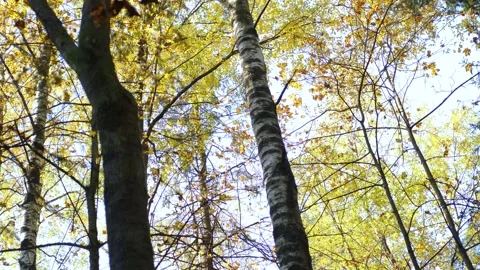 Autumn trees on a clear day Stock-Footage 166414457