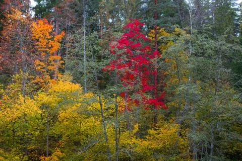 Autumn trees close-up Stock Photos