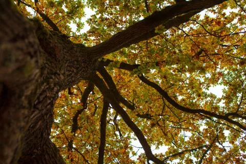 Autumn trees close-up Stock Photos