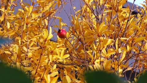 Autumn trees closeup Stock Footage 99516252