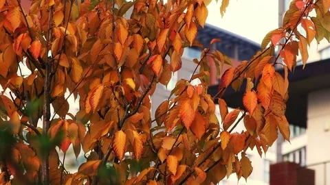 Autumn  trees closeup  Stock Footage 100157780