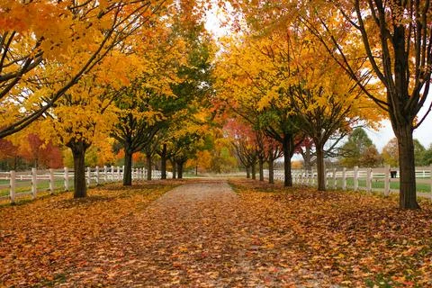 Autumn trees with colorful leaves lining a walking path at a park Stock Photos