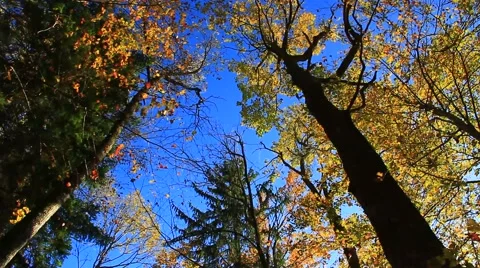 Autumn trees crowns in intensive light and blue sky Stock Footage