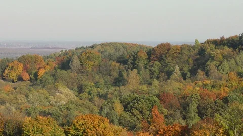 Autumn trees in day light Stock Footage 120608169
