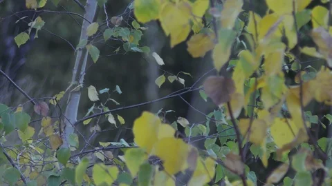 Autumn trees in day light Stock Footage 120609393