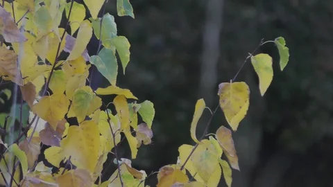 Autumn trees in day light Stock Footage 120609405