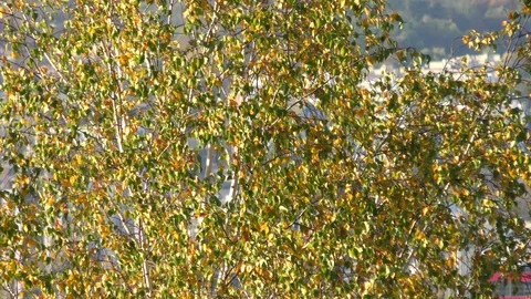 Autumn trees in day light Stock Footage 120609452
