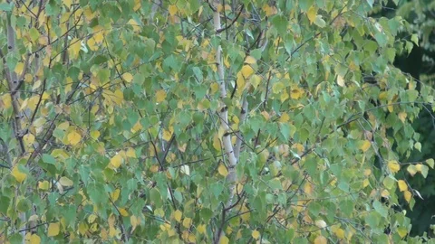 Autumn trees in day light Stock Footage 120609950