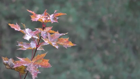 Autumn trees in day light Stock Footage 120610007