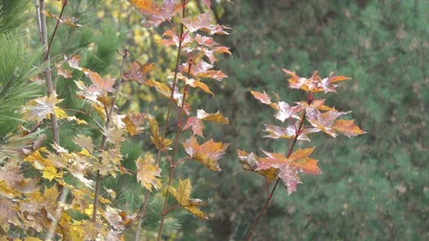 Autumn trees in day light Stock Footage 120610214