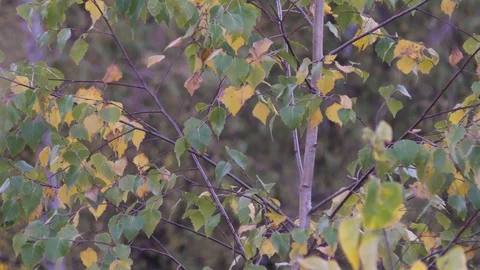 Autumn trees in day light Stock Footage 120610608