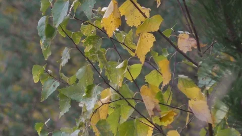 Autumn trees in day light Stock Footage 120611110