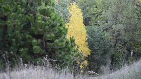 Autumn trees in day light Stock Footage 120611161
