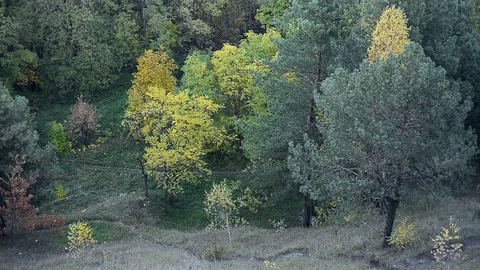 Autumn trees in day light Stock Footage 120611401