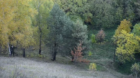 Autumn trees in day light Stock Footage 120611402