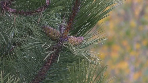 Autumn trees in day light Stock Footage 120611577