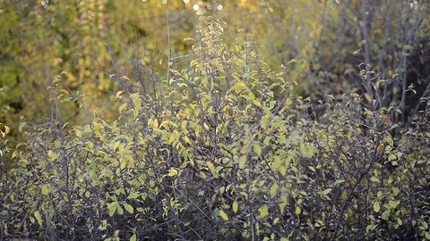 Autumn trees in day light Stock Footage 120612952