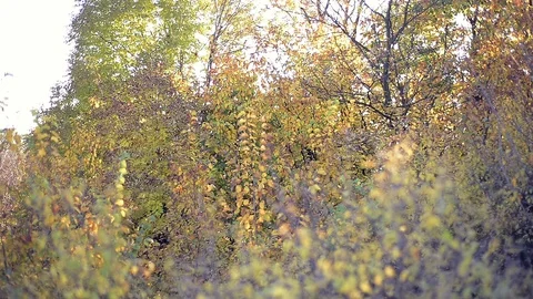 Autumn trees in day light Stock Footage 120612965