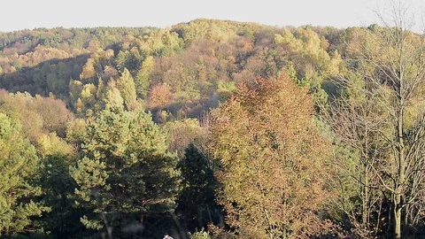 Autumn trees in day light Stock Footage 120612993