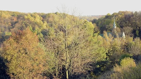 Autumn trees in day light Stock Footage 120612998