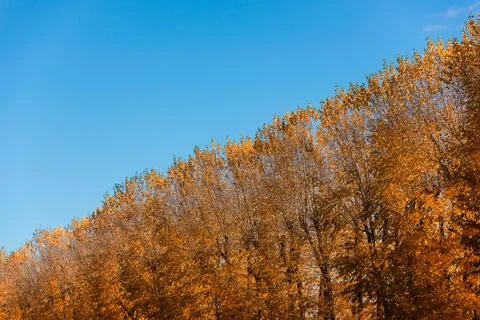 Autumn Trees in a diagonal against the blue sky Stock Photos