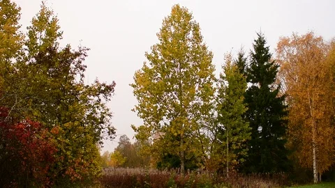 Autumn, trees of different colors Stock Footage 117295032