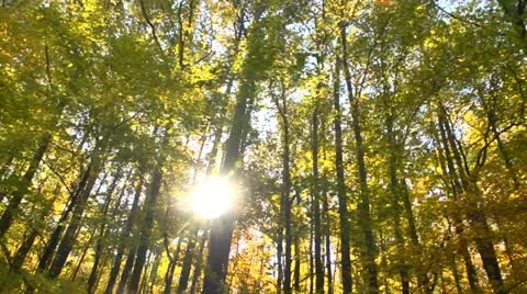 Autumn trees driveby Stock Footage 12538945