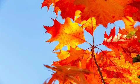 Autumn trees on the empty blue sky, golden season, fall, background, copy space Stock Photos