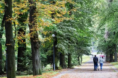 Autumn trees. fall Stock Photos