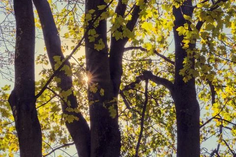 Autumn trees. fall Stock Photos