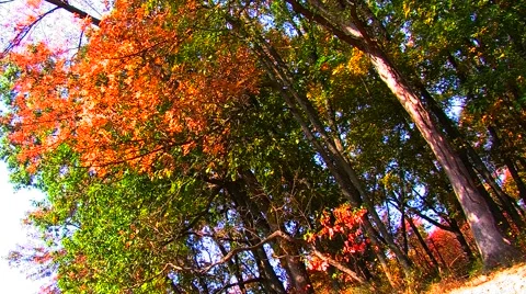 Autumn Trees with Falling Leaves Stock Footage 904870