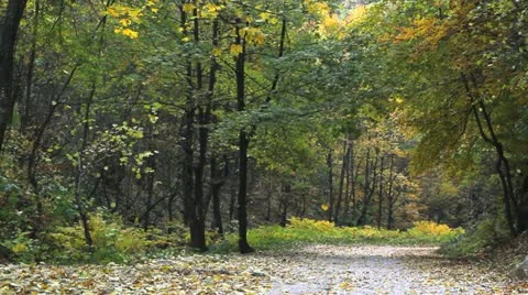 Autumn trees with falling leaves on the path in the forest Stock Footage