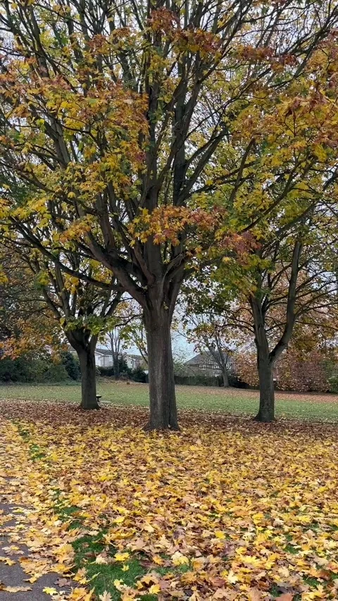 Autumn Trees with Falling Yellow Leaves in a Park in UK. Stock Footage 320889021