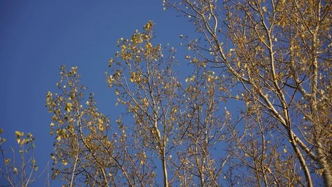 Autumn trees, few leaves, swaying in the wind, tree crown against a blue sky Stock Footage