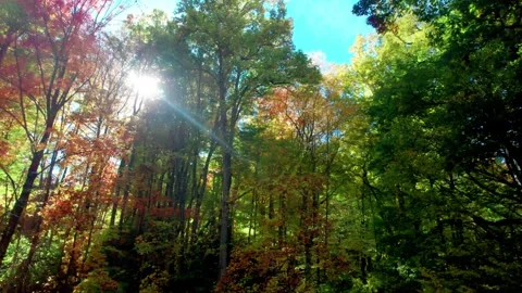 Autumn Trees Flythrough 1 Stock Footage 248719473