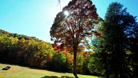 Autumn Trees Flythrough 2 Stock Footage 248719790