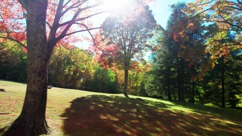 Autumn Trees Flythrough 3 Stock Footage 248719684