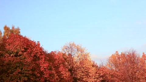  Autumn Trees Stock Footage 570089