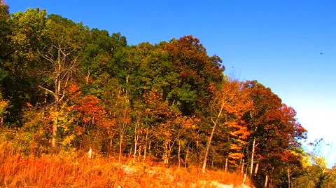 Autumn Trees Stock Footage 905063