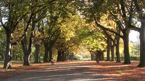 Autumn trees Stock Footage 906116